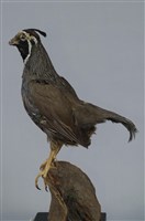 藏品(珠頸翎鶉)的圖片